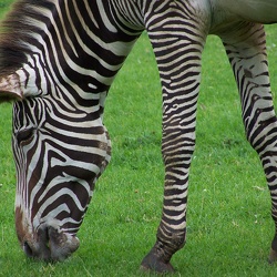 Zebras