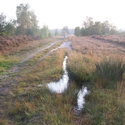 Heathland