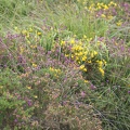 Flower Meadows-1