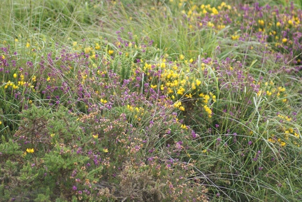 Flower Meadows-1