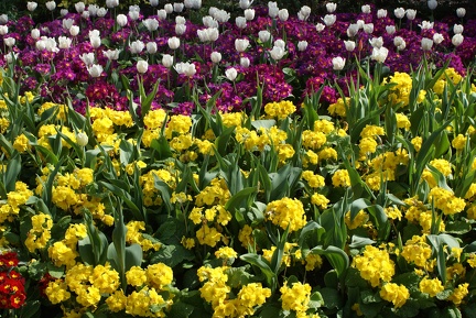 Flower Meadows-10