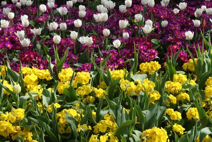 Flower Meadows-11