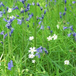 Flower Meadows