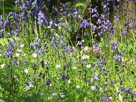 Flower Meadows-13