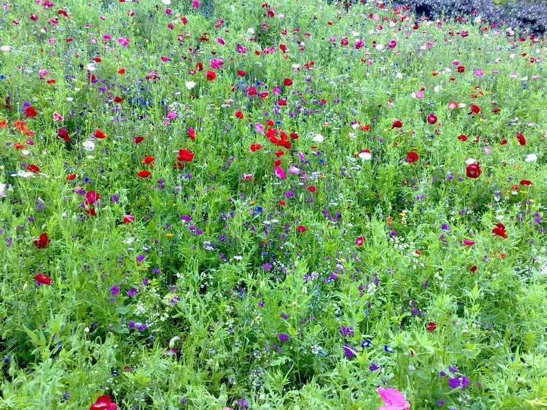 Flower_Meadows-15.jpg