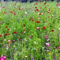 Flower Meadows-16