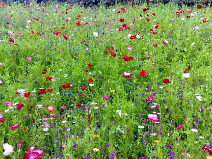 Flower Meadows-16