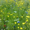 Flower Meadows-17