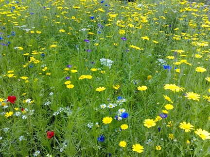 Flower Meadows-17