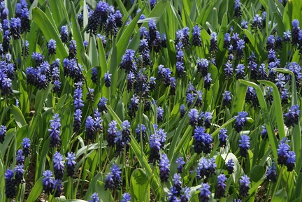 Flower Meadows-7