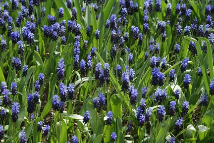 Flower Meadows-8