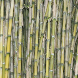 Bamboo