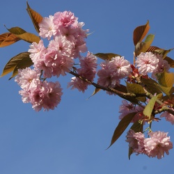 Blossom