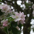 Blossom-14.jpg