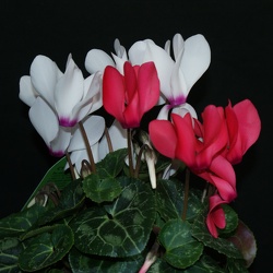 Cyclamen