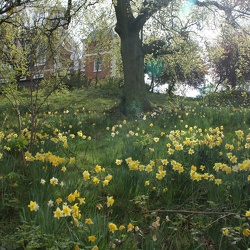Flower Species