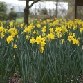 Daffodils-13.jpg