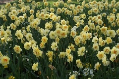 Daffodils-9