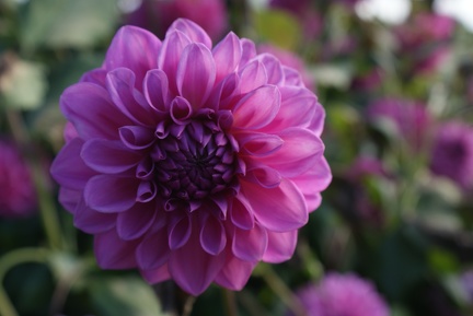 Dahlias-10