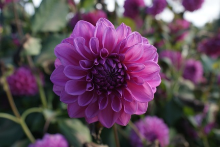 Dahlias-11