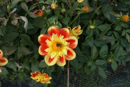 Dahlias-13