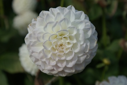 Dahlias-15