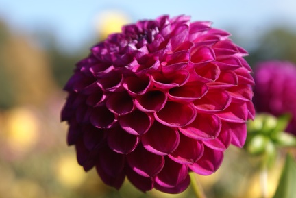 Dahlias-17