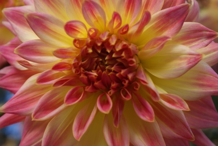 Dahlias-18