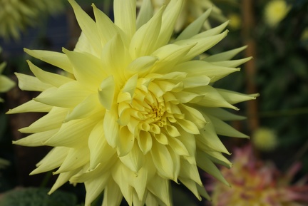 Dahlias-19