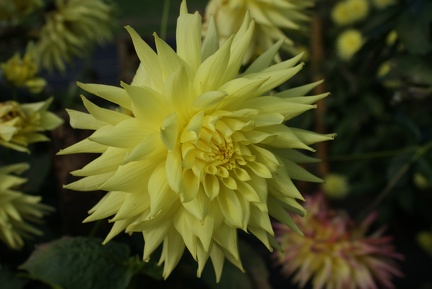 Dahlias-20