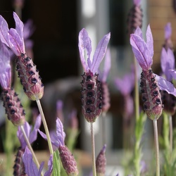 Lavender