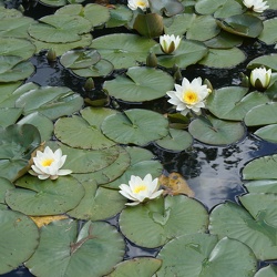 Lily Pads