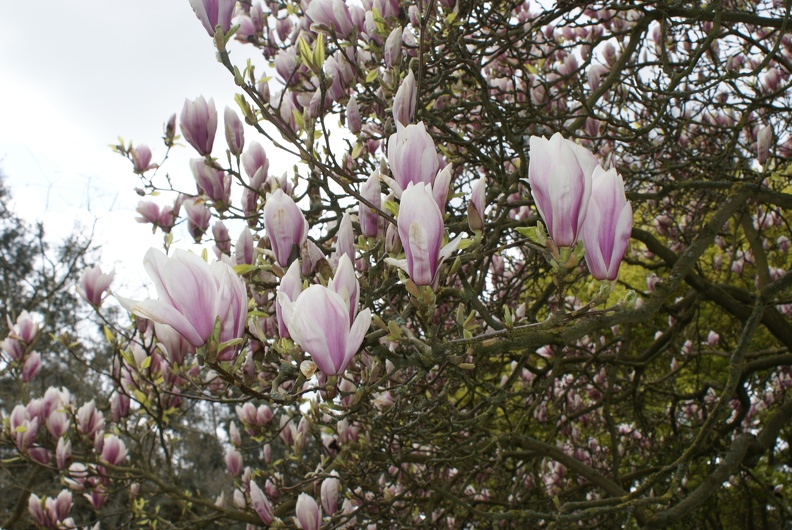 Magnolias-30.jpg