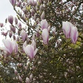 Magnolias-30