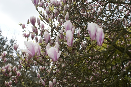 Magnolias-30