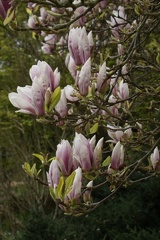 Magnolias-31