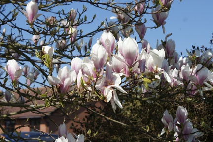 Magnolias-47