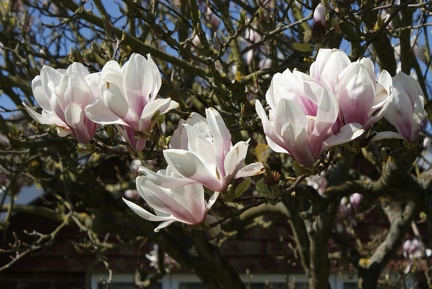 Magnolias-48