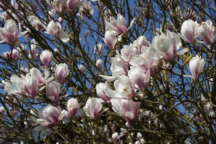 Magnolias-49