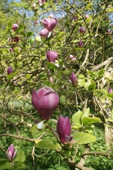 Magnolias-5