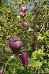 Magnolias-6