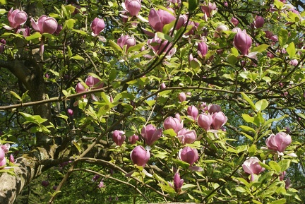 Magnolias-7