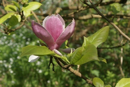 Magnolias-8
