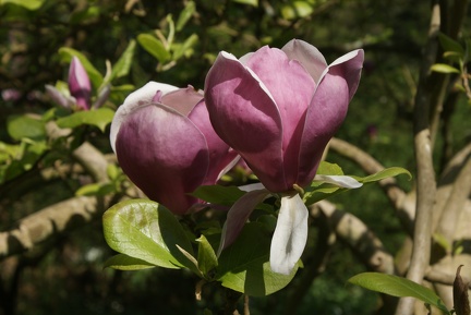 Magnolias-9