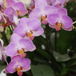 Orchids