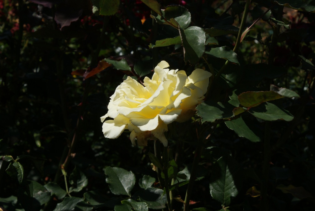 Roses-13