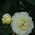 Roses-16.jpg