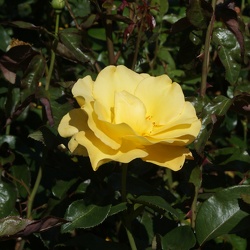 Roses