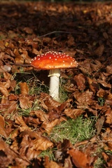 Fungi-1
