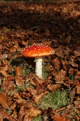 Fungi-2